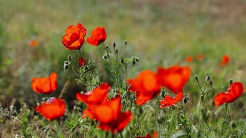 Red Poppy Flowers Field in Kazakhstan