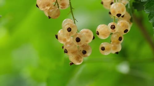Ripe sweet currant berry in summer garden outdoor. Yellow currant
