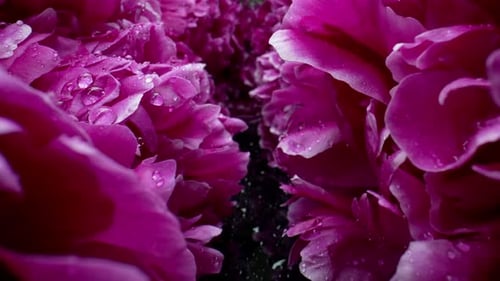 Le curseur macro se déplace sur un couloir, des pivoines en fleurs, des pétales, des bourgeons, une toile de fond florale