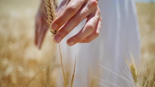 Lady Fingers Touching Wheat Sun Rural Farm Closeup Girl Feeling Rye Texture
