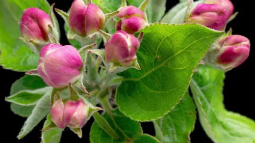 Time Lapse of Blooming Apple Flowers