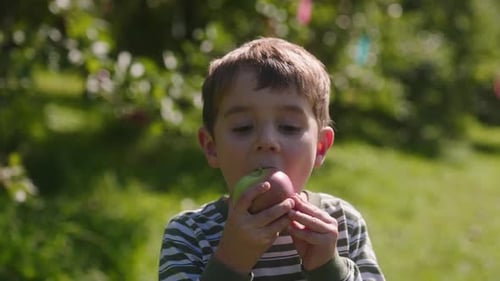 Der kleine Junge beißt an einem sonnigen Tag in einem Obstgarten zum ersten Mal von einem frisch gepflückten Apfel.
