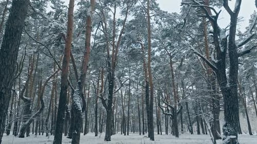 Winter Tree Forest Snow Nature Cold Travel Beautiful Weather