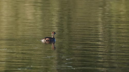 Mature Horned Grebe Swims Alone Across Lake in Norway, Dives for Small Fish