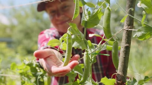Growing green peas in vegetable garden. Female farmer hand touching with hand pod of peas on lashes