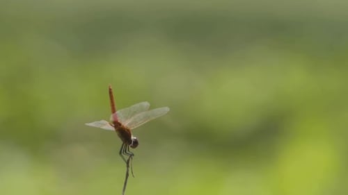Libellule équilibrée sur un bâton isolé. DOF, vidéo bokeh au Ralenti avec espace de copie.