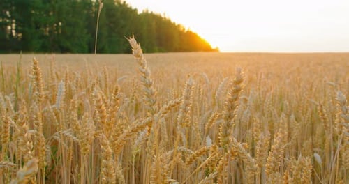 Golden Wheat Field at Sunset in Rural Landscape