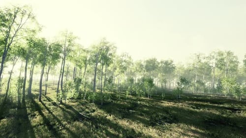 First Spring Greens in Birch Grove