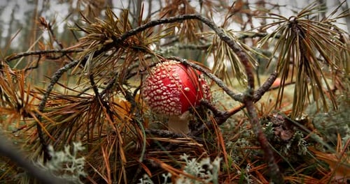 Amanita Muscaria Commonly Known As the Fly Agaric or Fly Amanita In Autumn Forest In Belarus