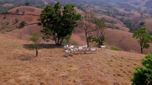 Hochlandkühe draußen auf dem Feld. Brasilianische Rinderfarm.