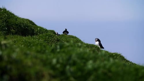 Atlantic Puffins on a Green Cliff in Iceland