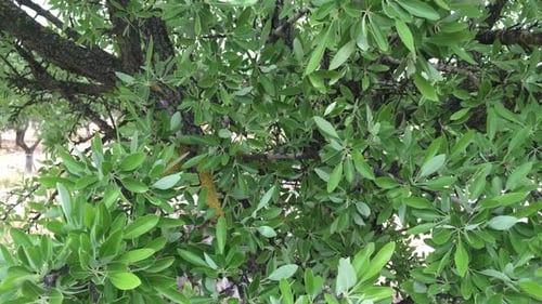 Olive tree leaves shaking in the wind close up, lush foliage, thick leafage