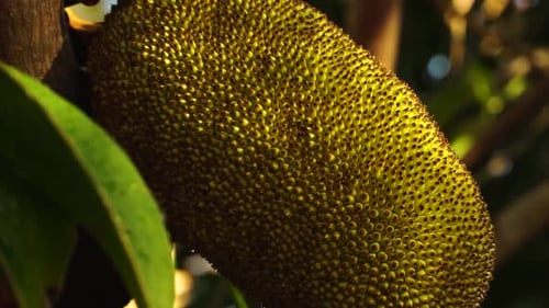 Single yellow jackfruit with rough spiky skin close up, tropical fruit growing