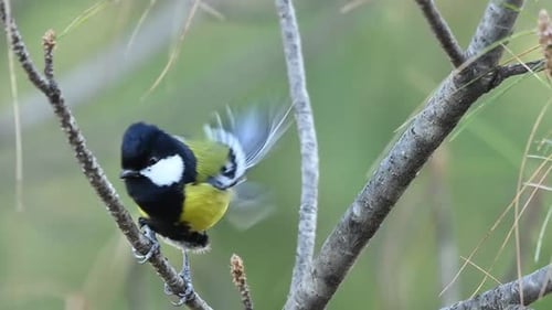 Closeup scene highlights green backed tit agility while maneuvering through bushes