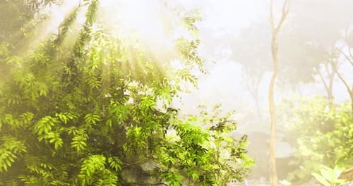 Sunlight Filtering Through Lush Green Foliage in a Serene Forest Setting