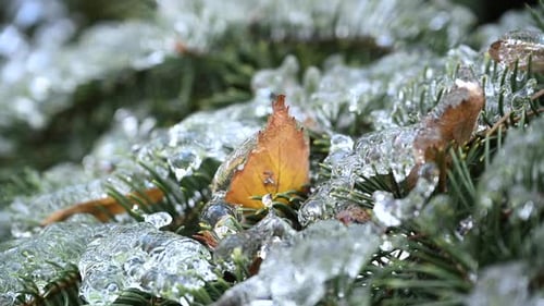 Close Up of Crystal Clear Transparent Icicle on the Tip of a Small Conifer Branch Shivering on Wind