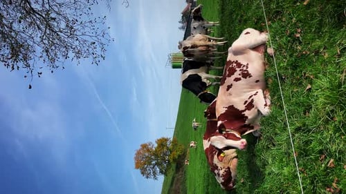 Pasture cow, vertical video. Dairy cow grazing on green field