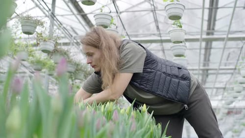 Woman Harvesting Tulips in a greenhouse