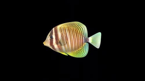 Butterfly Fish 2