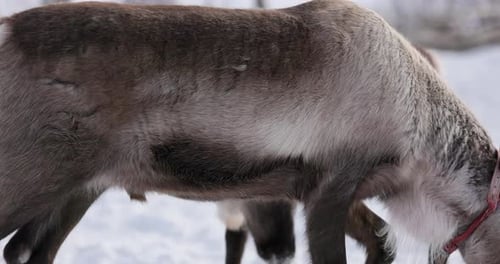 Close-up view of reindeer, Lapland
