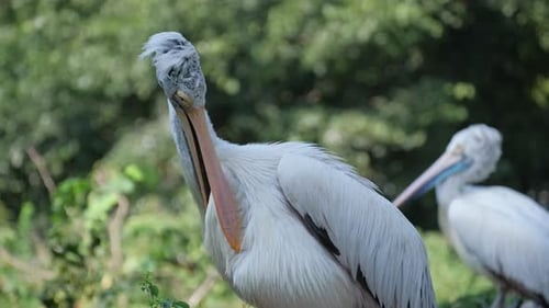Beautiful White Pelicans in the Wild A Large Seabird in Western Australia Wildlife Captured in