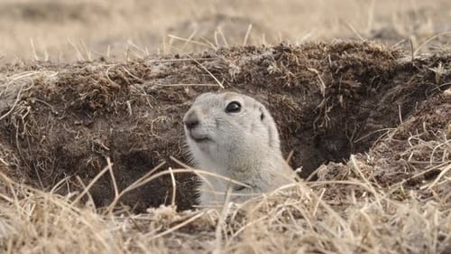 Imagem em close-up de um engraçado esquilo terrestre emergindo de um buraco em câmera lenta