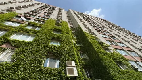 Green Building with Plants Growing on the Facade Wall of a House Covered with Common Ivy Vertical