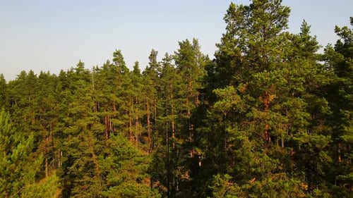 Aerial shot over a green dense pine tree forest on a sunny summer day