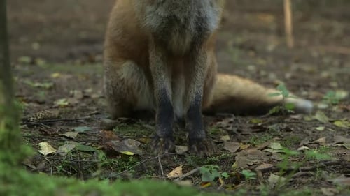 The Red Fox Sits Beautifully in the Forest