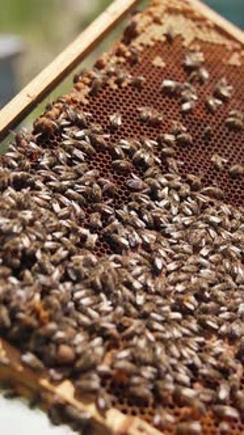 Close Up of Honeybees on a Honeycomb Frame