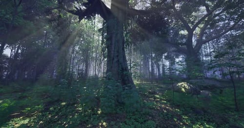 Dappled Sunlight Filters Through Towering Trees in a Serene Forest