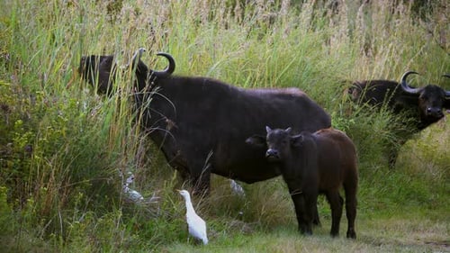 Newborn buffalo calf with his mother and father grazing in the forest with ergets around