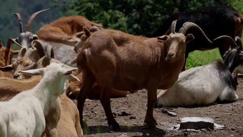 Goats Resting in a Rural Setting