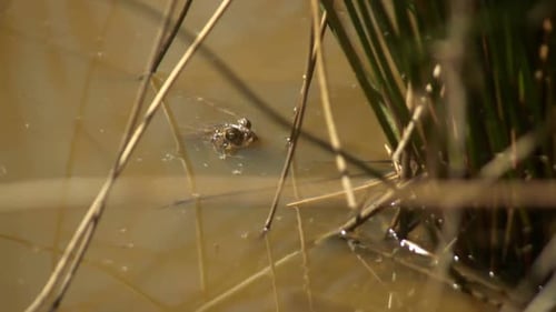 Frosch schwimmt in einem Teich zwischen Ästen