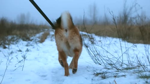 Dog Walking on Snowy Path in Winter