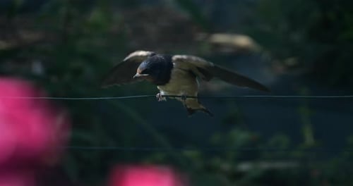 Barn swallows (Hirundo rustica) feeding chicks, Southern France