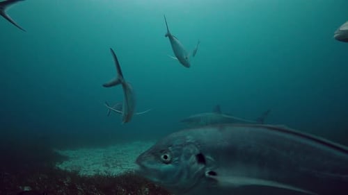 Great White Shark Carcharodon carcharias Neptune Islands South Australia 4k slow motion 50fps