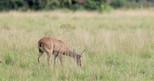 Pampas deer grazing freely in the wild in the Pantanal