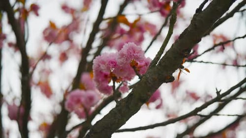 Blooming Japanese cherry tree with pink flowers on branch, Czech Republic