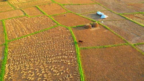 Drones are flying over workers producing rice straw