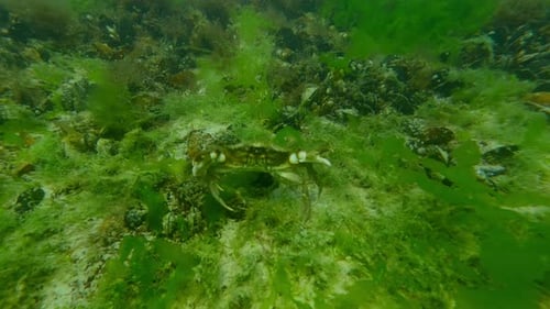 European green shore crab hiding among dense thickets of Sea Lettuce green algae