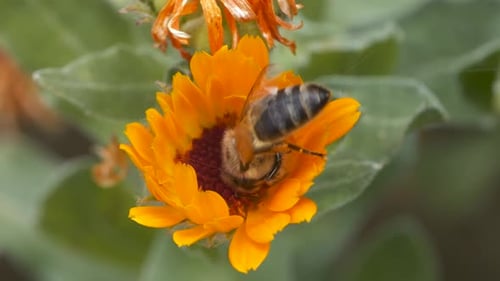 Close Up Footage Of A Bee Collecting Pollen From Flowers