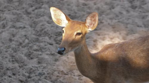 Close Up of a Brown Deer in Nature