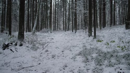 Russia Siberia Calm Icy Woodland with Trees and Animals Peaceful Winter Wilderness Featuring Snow