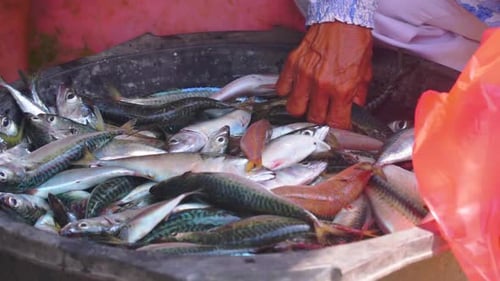 Die Leute reichen einen Korb voller Fische aus dem Meer. Die Fänge der Fischer werden auf Fischauktionen verkauft