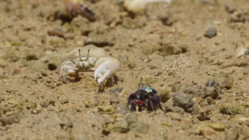 Lemon-Clawed Fiddler Crab and Tetragonal Fiddler Crab.