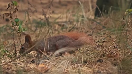 Squirrel Runs in a Pine Forest