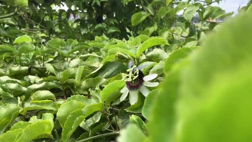 Bee Pollinating Flower in Tropical Greenery