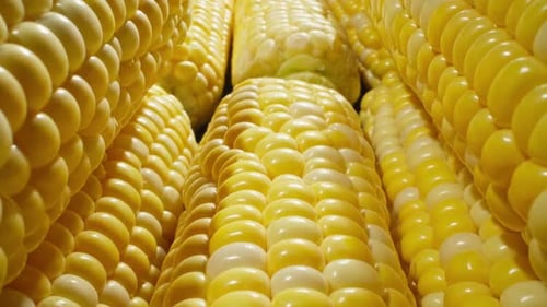 Close Up View of Bright Yellow Corn Cobs