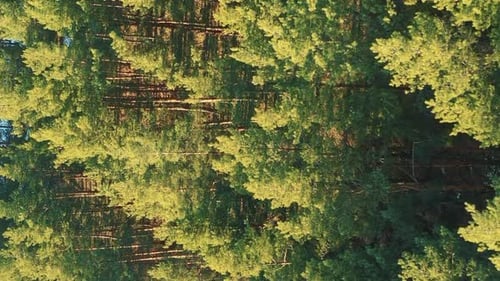 Aerial View Of Green Pine